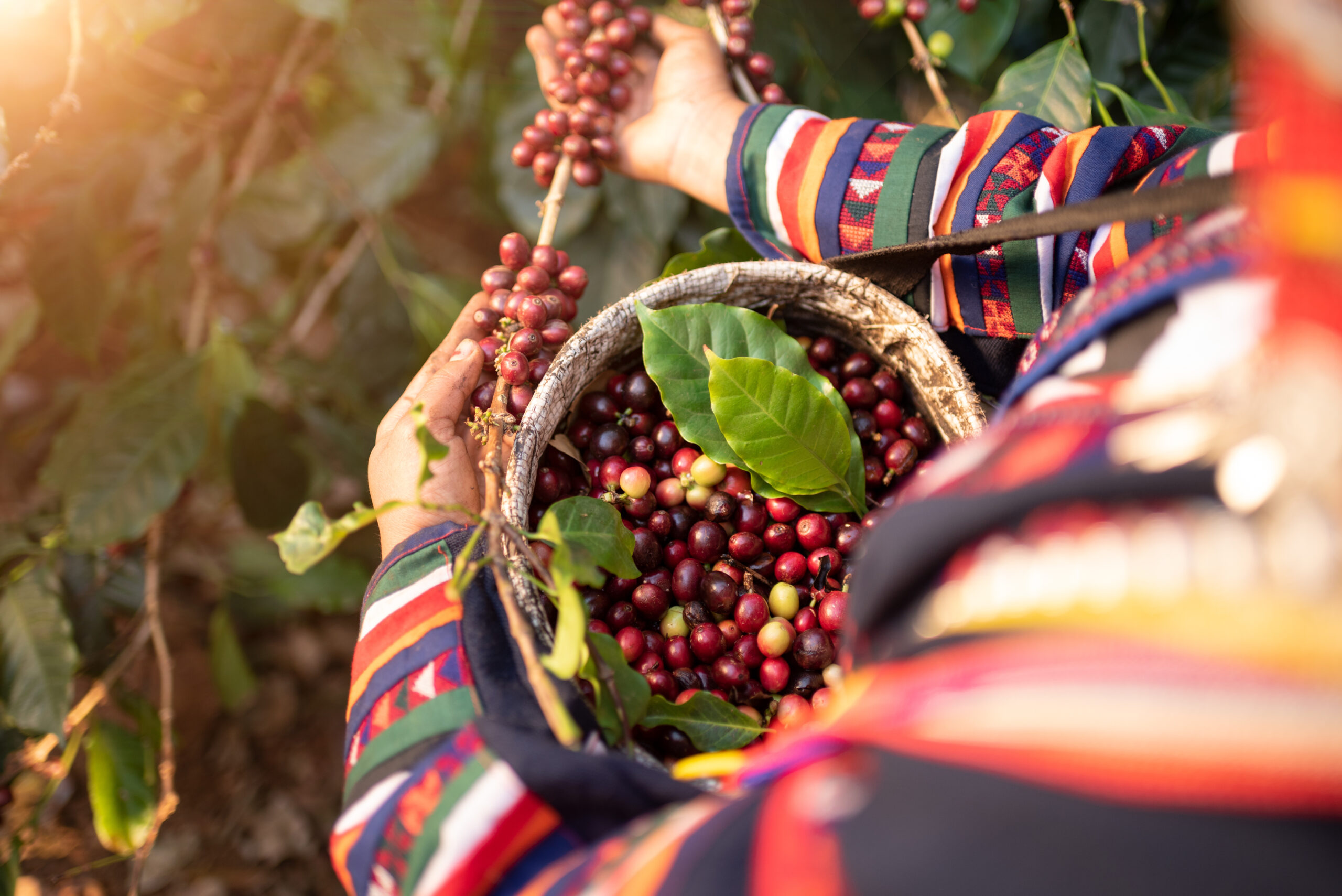 From the Backyard to Your Cup: A Coffee Journey Through Indonesia