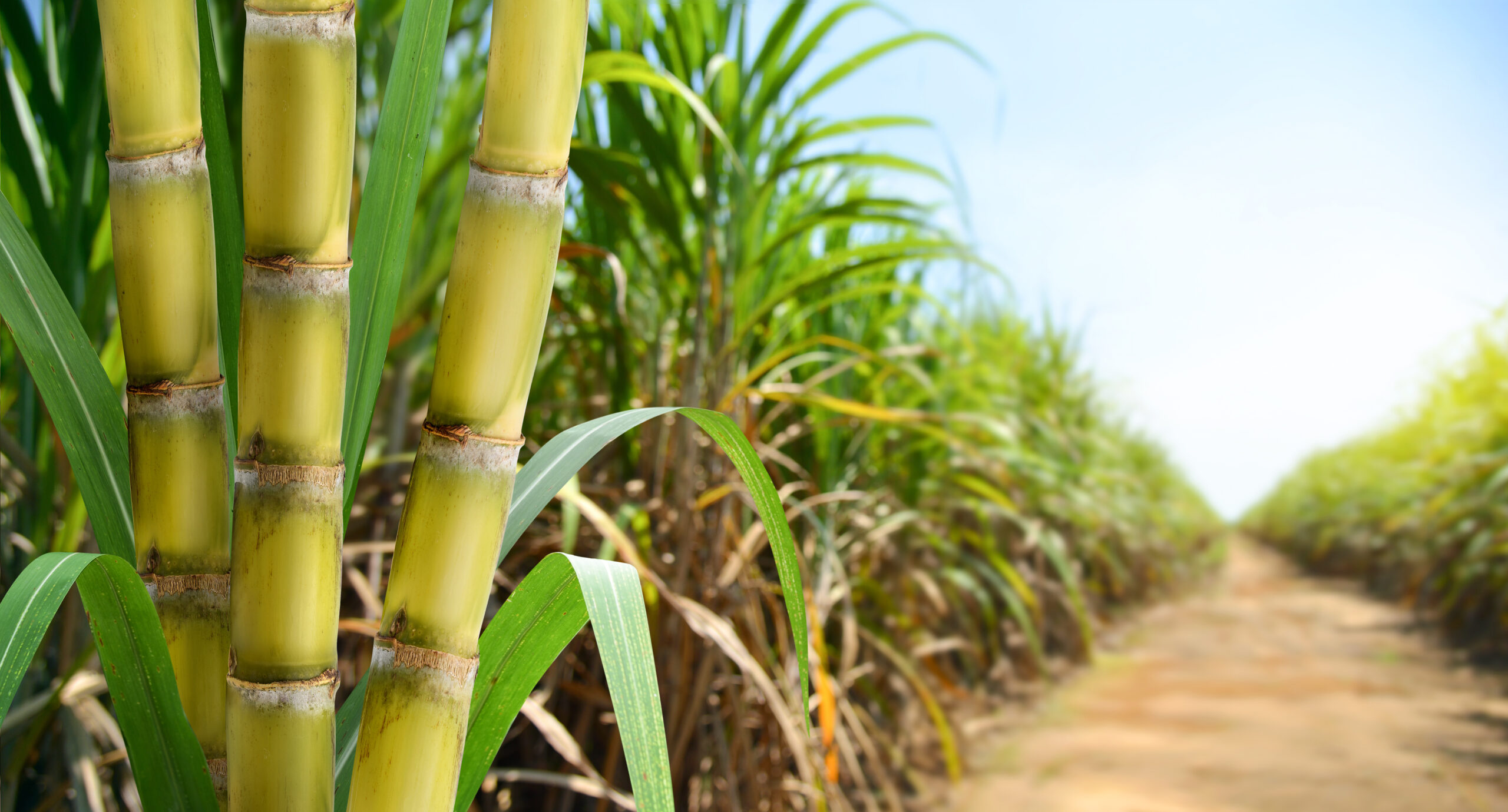 Navigating Low Sugar Prices: Insights from Andre Vieira at the 18th National Bioenergy Congress