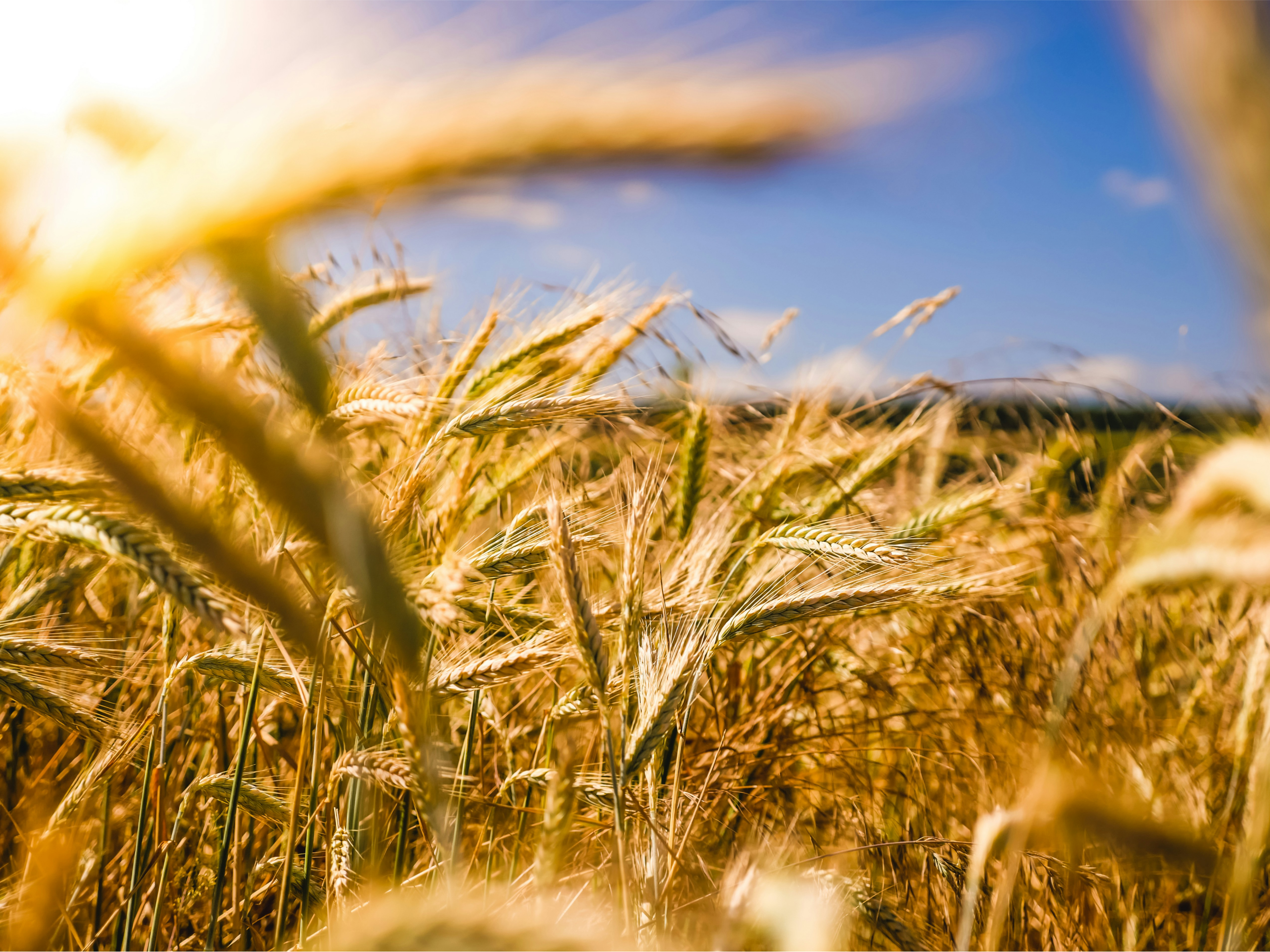 Insights from Marex Brazil’s Exclusive Dinner: Navigating the Future of Corn Ethanol