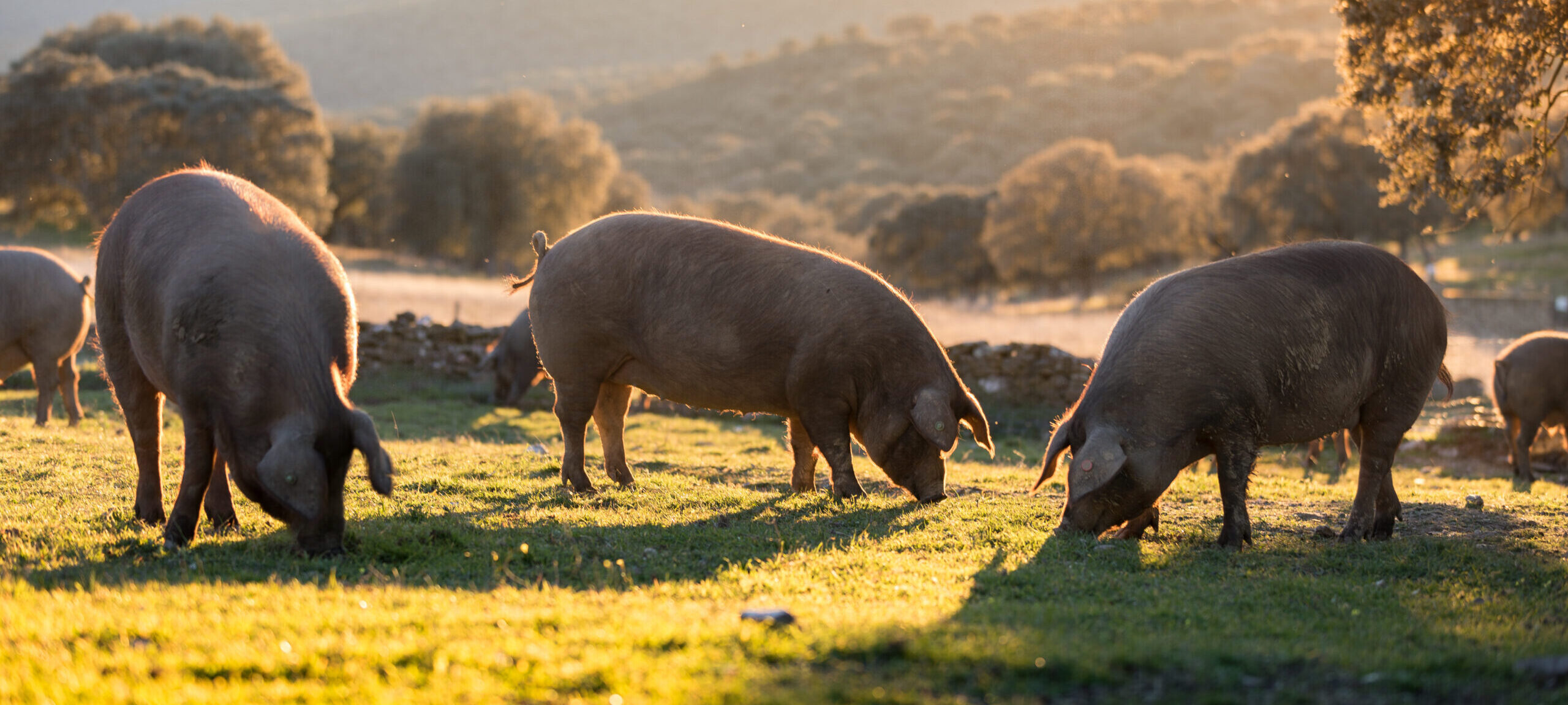 Marex Expands US Protein and Livestock OTC Hedging Capabilities